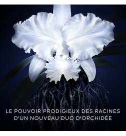 Imperial Orchid - The 5th Generation Rich Cream Imperial Orchid - The 5th Generation Rich Cream
